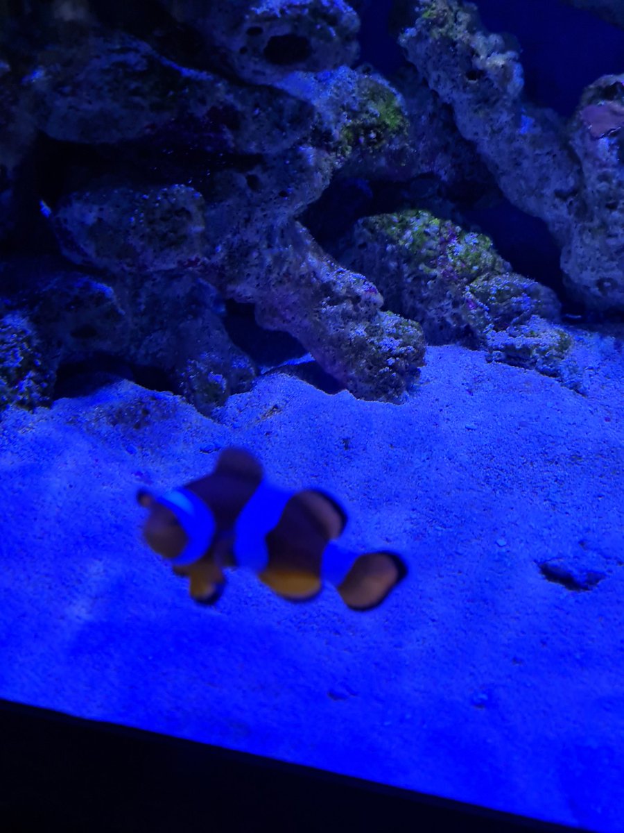 I found nemo