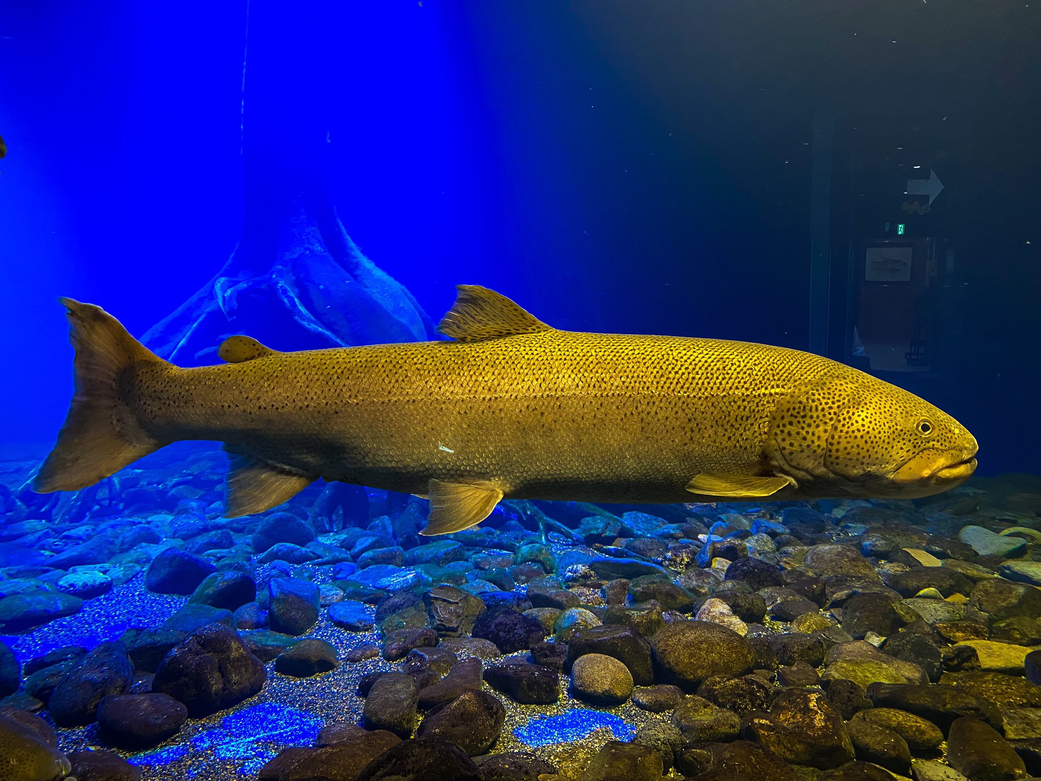 北の大地の水族館 山の水族館 1月10日は イトウの日 日本淡水魚の中で最大級 日本に生息する淡水魚の仲間ではかなり大きく成長するイトウ 大きい個体は150 まで成長しますが 100 成長するのに10年かかるといわれています