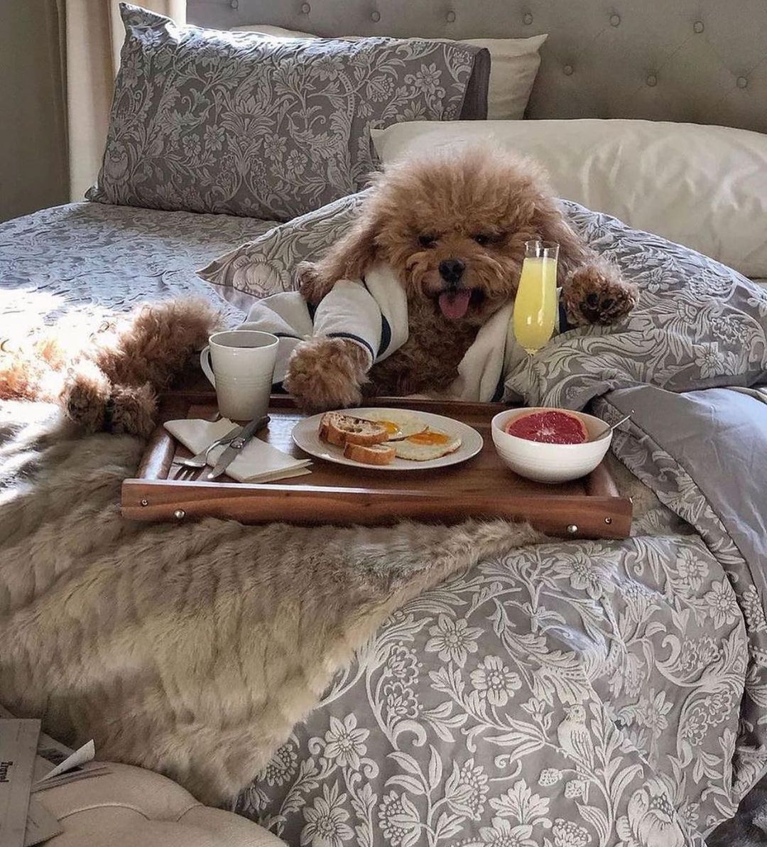 OfficialPLT's tweet photo. Sunday Mood ❤️🐶 https://t.co/tL82xnqTMB
