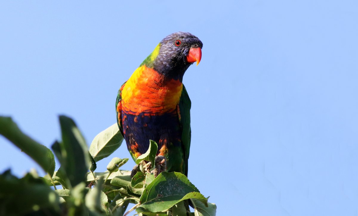 SandyHorne61's tweet photo. Another apple thief from my backyard. Rainbow lorikeet. Look at that innocent face. Who, me?
@Britnatureguide @GSBioblitz @OutbackEco @ParrotOfTheDay @BirdlifeOz @TTGCouncil @UrbanBirdsOz #BirdsSeenin2021 #ModburyHeights #SouthAustralia #parrot https://t.co/7Sx8kHQtHN