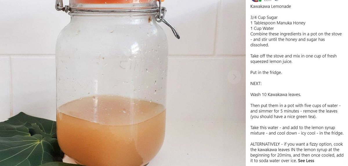 5. If the plants looking unwell, wilted, has dark spots on the leaves, is a roadside plant, then in all likelihood its either sick or is already doing a lot of work cleaning air & soil so leave it alone & opt for another.[image: Recipe for kawakawa lemonade & image of lemonade]