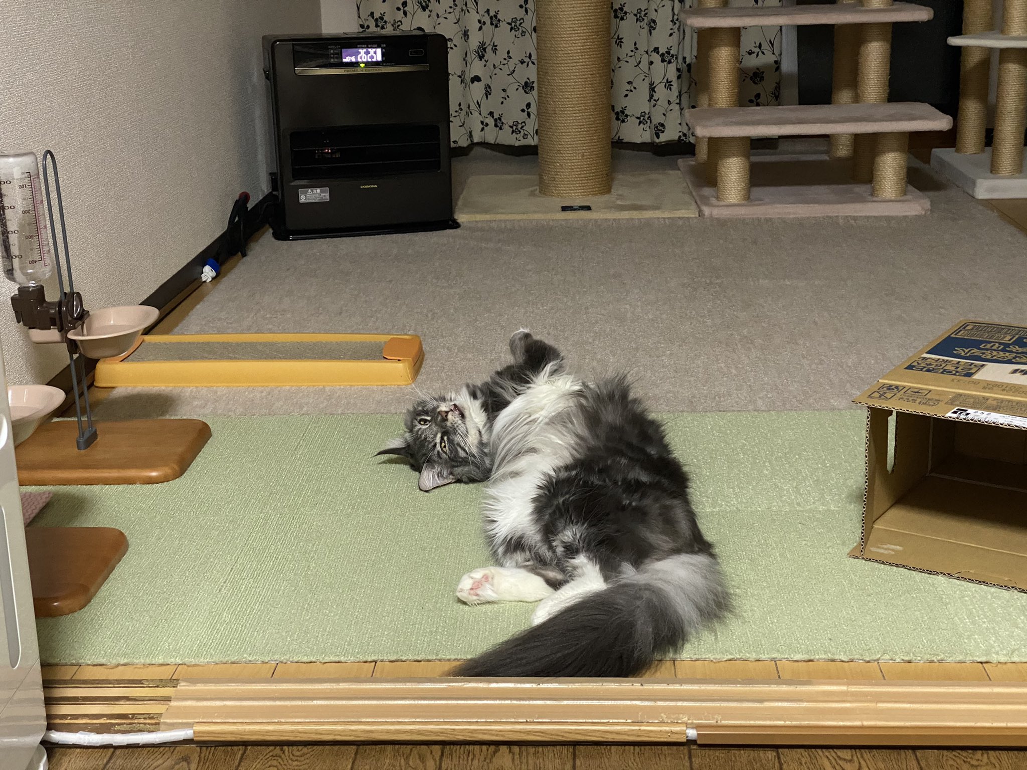 ふぇれとも 発作のスイッチが何かあるはずなんですがまだ特定できず 多分気圧の影響か乾燥か ストレスか 音 ではないのは確かだな 昔からやたらしっぽをピクピクさせてたので兆候はあったんだなーと今になって思います 猫知覚過敏症 メインクーン ふぇれとも 発作のスイッチが何かあるはずなんですがまだ特定できず 多分気圧の影響か乾燥か ストレスか 音 ではないのは確かだな 昔からやたらしっぽをピクピクさせてたので兆候はあったんだなーと今になって思います 猫知覚過敏症 メインクーン