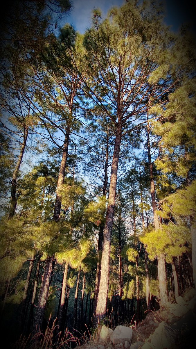 sumendra_thakur's tweet photo. STAND TALL.
REACH HIGH.
LAST DREAM BIG. https://t.co/aDjIpomDD3