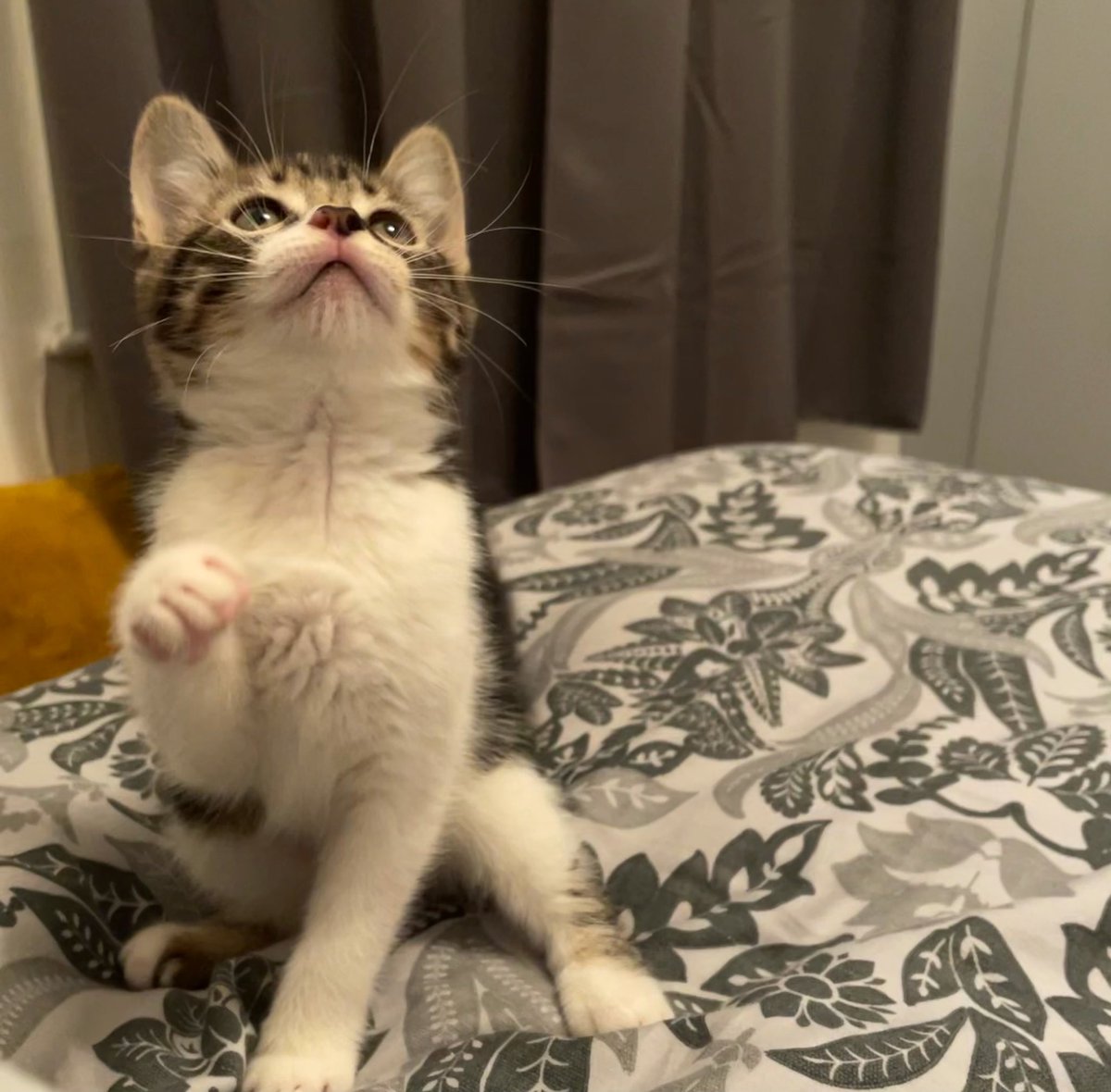 lukebcork's tweet photo. #VIPJustForKittens  meet little Mable @PetsatHome https://t.co/V7pRRn6Qaw
