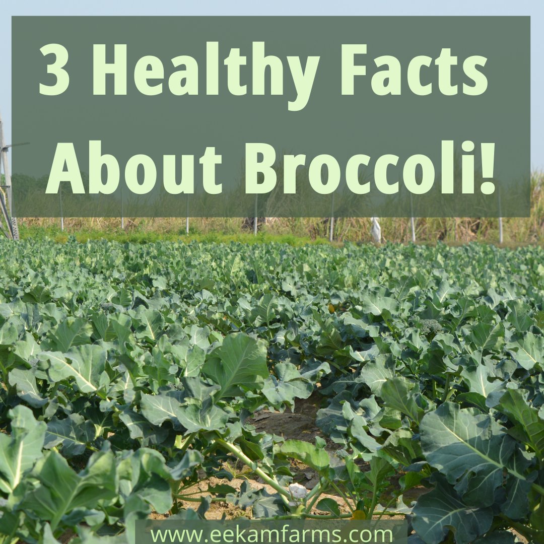 EekamFarms's tweet photo. Hit a like if you love fresh broccoli more in your pasta than in your salad!

Join us if you want healthy naturally grown vegetables at your doorstep: https://t.co/AlPX5u4bQl

#healthyvegetables #healthychoice #healthandwellness #naturalfarming  #farmtofork #broccoli #healthfacts https://t.co/4swteBJLGr