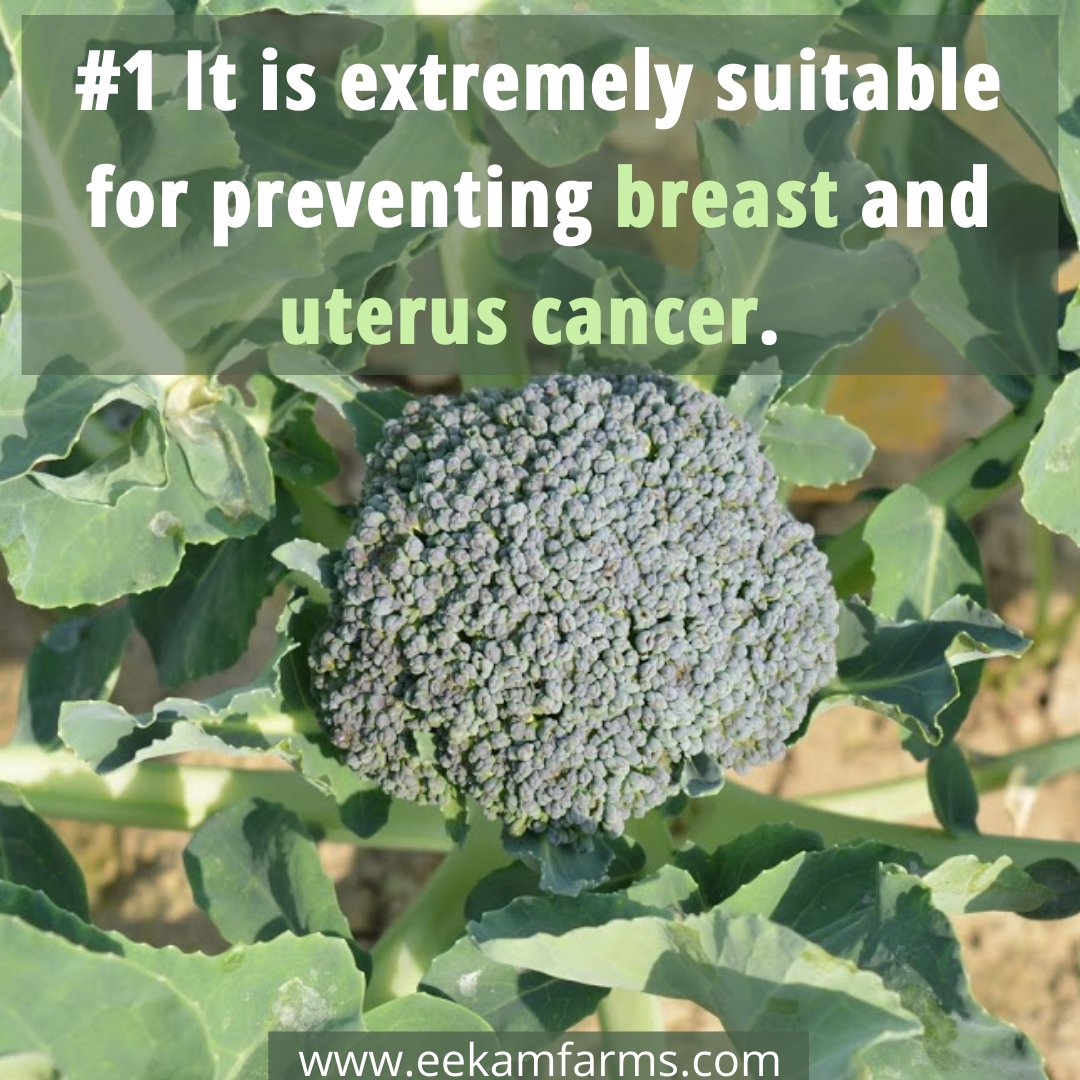 EekamFarms's tweet photo. Hit a like if you love fresh broccoli more in your pasta than in your salad!

Join us if you want healthy naturally grown vegetables at your doorstep: https://t.co/AlPX5u4bQl

#healthyvegetables #healthychoice #healthandwellness #naturalfarming  #farmtofork #broccoli #healthfacts https://t.co/4swteBJLGr