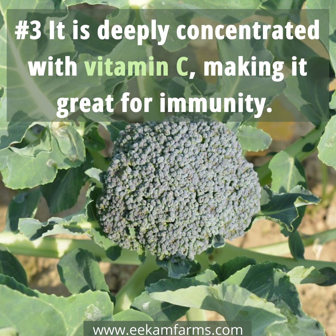EekamFarms's tweet photo. Hit a like if you love fresh broccoli more in your pasta than in your salad!

Join us if you want healthy naturally grown vegetables at your doorstep: https://t.co/AlPX5u4bQl

#healthyvegetables #healthychoice #healthandwellness #naturalfarming  #farmtofork #broccoli #healthfacts https://t.co/4swteBJLGr