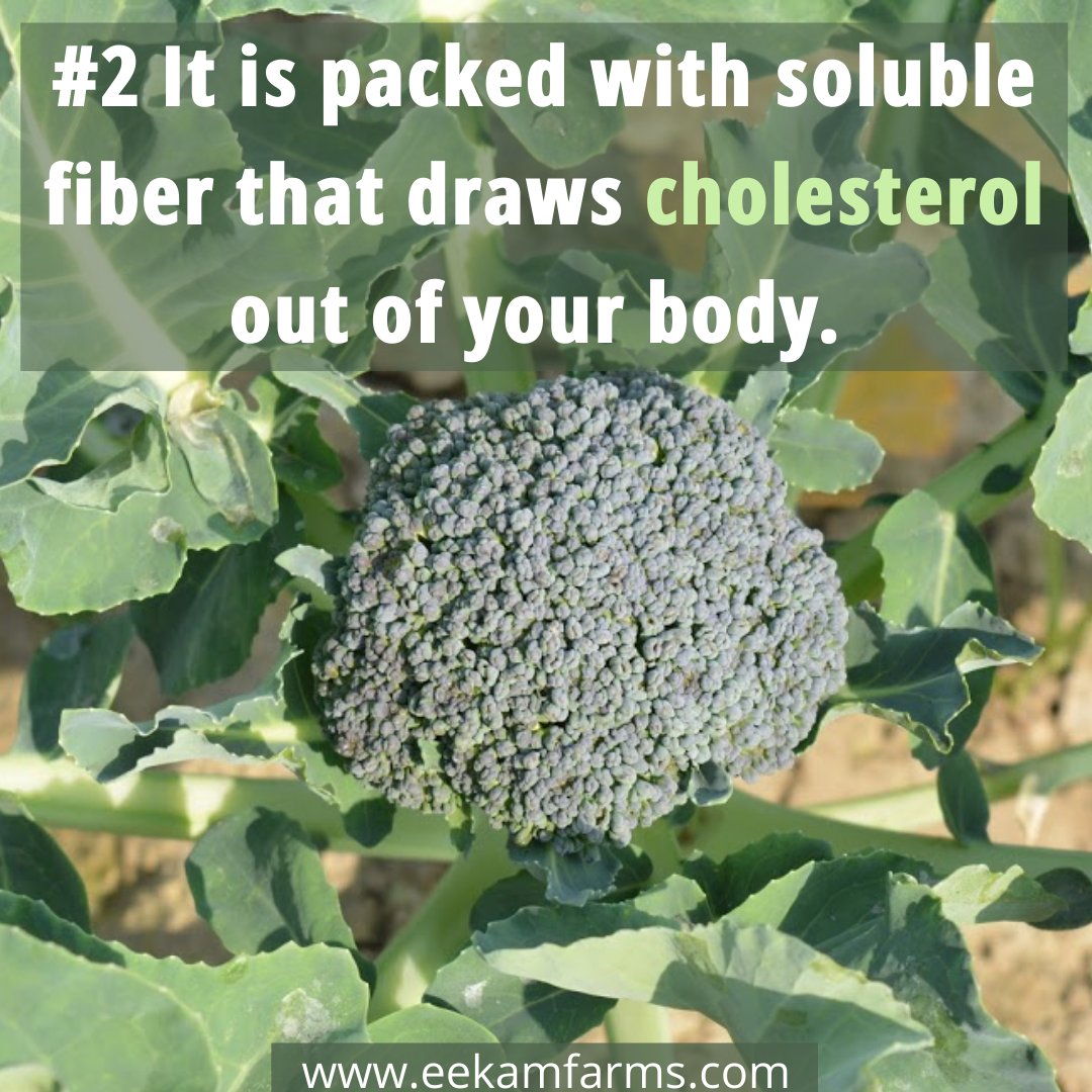 EekamFarms's tweet photo. Hit a like if you love fresh broccoli more in your pasta than in your salad!

Join us if you want healthy naturally grown vegetables at your doorstep: https://t.co/AlPX5u4bQl

#healthyvegetables #healthychoice #healthandwellness #naturalfarming  #farmtofork #broccoli #healthfacts https://t.co/4swteBJLGr