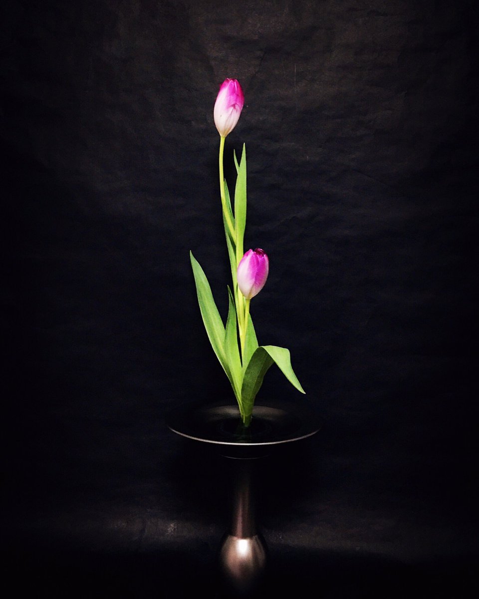 華道家 小林玉実令 春を告げる桃太郎という名の 新種のチューリップを 生花正風体 一種生けにー 葉が細長く数が少ない品種なので 個性を生かして すっきりと現代的に生けるー 華道 いけばな 生け花 日本文化 Japaneseculture こういう