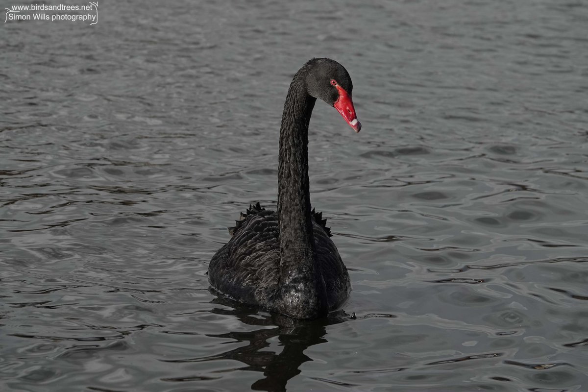 I was super pleased with this shot. It's not black-and-white, but black-and-red! I didn't do anything clever to remove colours in Photoshop, it's just a black swan on an overcast day exactly as I saw it. #birdtonic