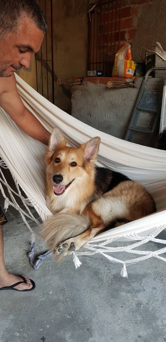 Olha a folga desse cachorro kkkkk