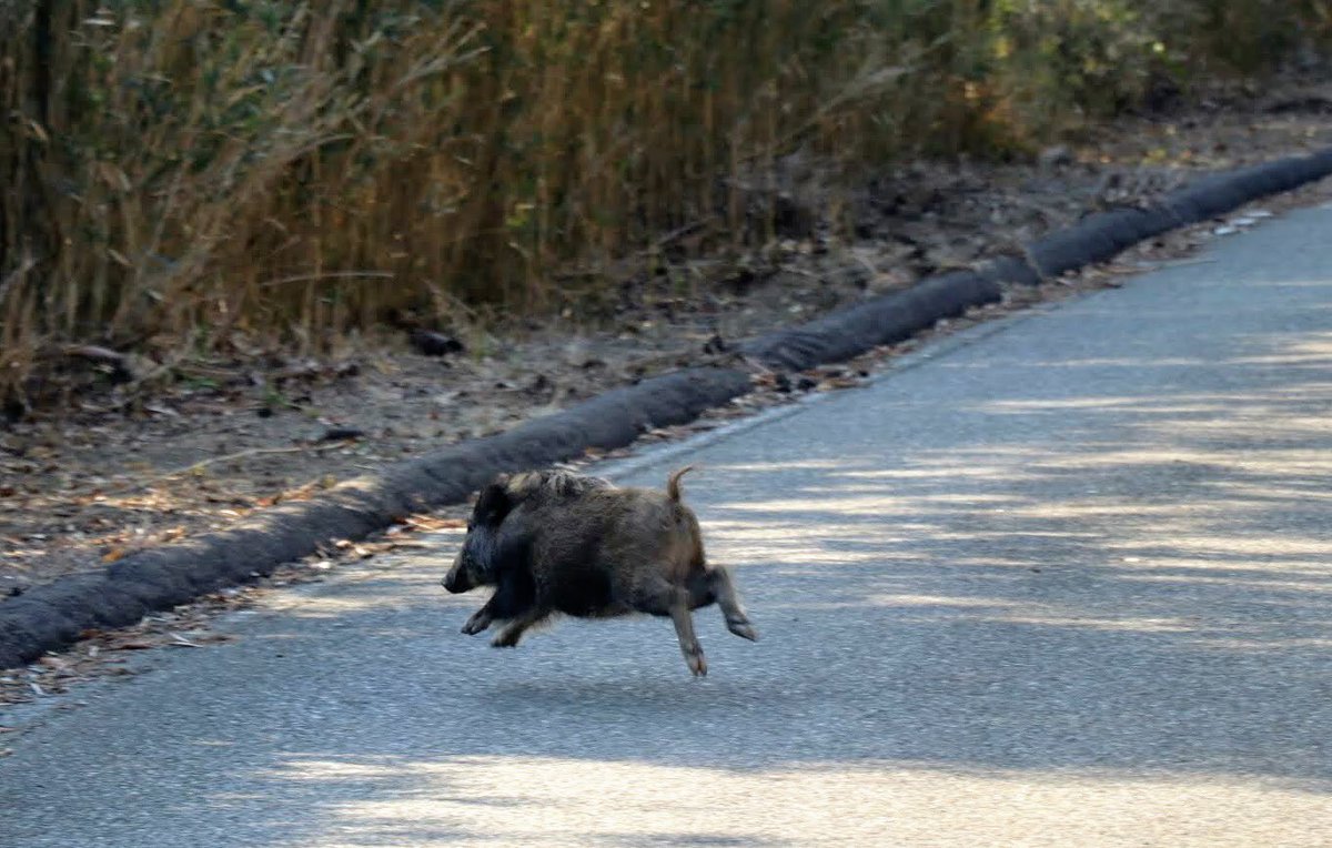 鯖の味噌煮 徳島から琵琶湖向かう時に高速渋滞酷いから淡路島の山の中抜けたら夜間だったこともあってでかいイノシシに衝突されそうになって危うかったｗ 野生動物基本強すぎて車ですら負けるからやばいよねー