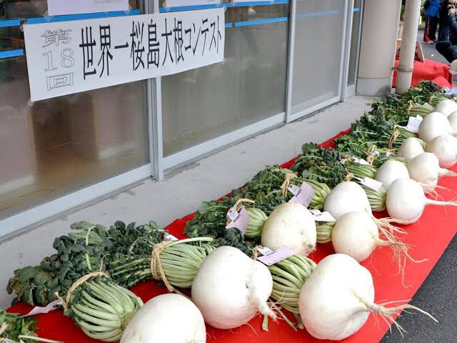 scasia2011's tweet photo. 【かごんまへおじゃったもんせ】

実は鹿児島こんなイベントあるんです✨
その名も「#世界一桜島大根コンテスト」

世界一重い大根でギネス世界記録に認定された桜島大根。その美しさや重さが競うコンテスト🎶

参考:https://t.co/jhQYle0v0l
写真:鹿児島経済新聞より

#かごしまPR大使
#サザンクロス https://t.co/AHADfUl2f5