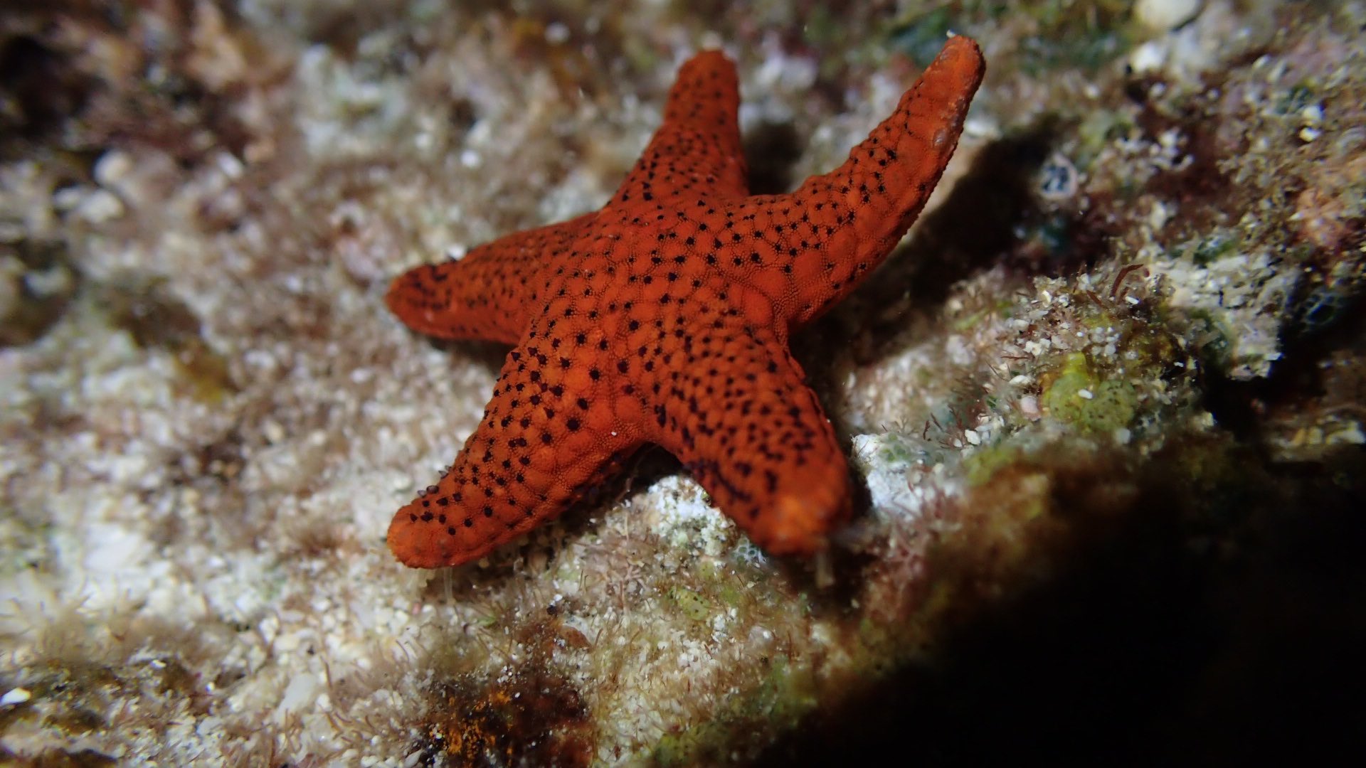 佑爺 磯で会えるヒトデたち ヒトデはかわいい ヒトデの日 T Co Agqz74xlwu Twitter