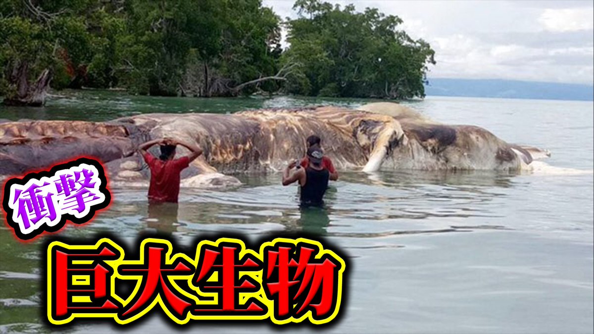 ノンストップラビット ノンラビ 12 9メジャーデビュー Pa Twitter 日本ではありえない世界の巨大生物6選がヤバすぎる 動画はこちら T Co I36ttzl3ei ノンストップラビット ノンラビ 12 9メジャーデビュー Pa Twitter 日本ではありえない世界の巨大生物6選がヤバすぎる 動画はこちら T Co I36ttzl3ei
