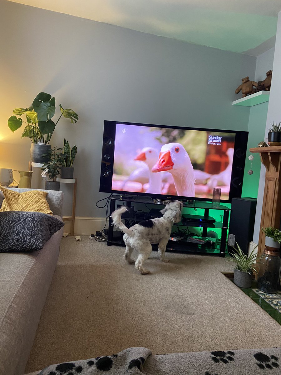 YaniLDN's tweet photo. @SundayBrunchC4 Luna loving TV for Pets - a series. Sent this cockapoo absolutely insane! #tvforpets #cockapoo https://t.co/slpNLdsCJf