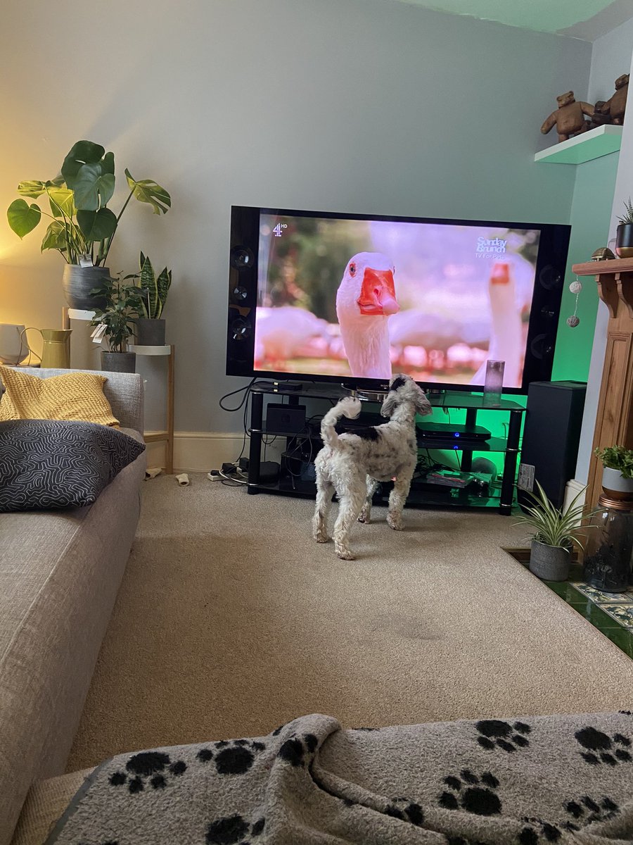 YaniLDN's tweet photo. @SundayBrunchC4 Luna loving TV for Pets - a series. Sent this cockapoo absolutely insane! #tvforpets #cockapoo https://t.co/slpNLdsCJf