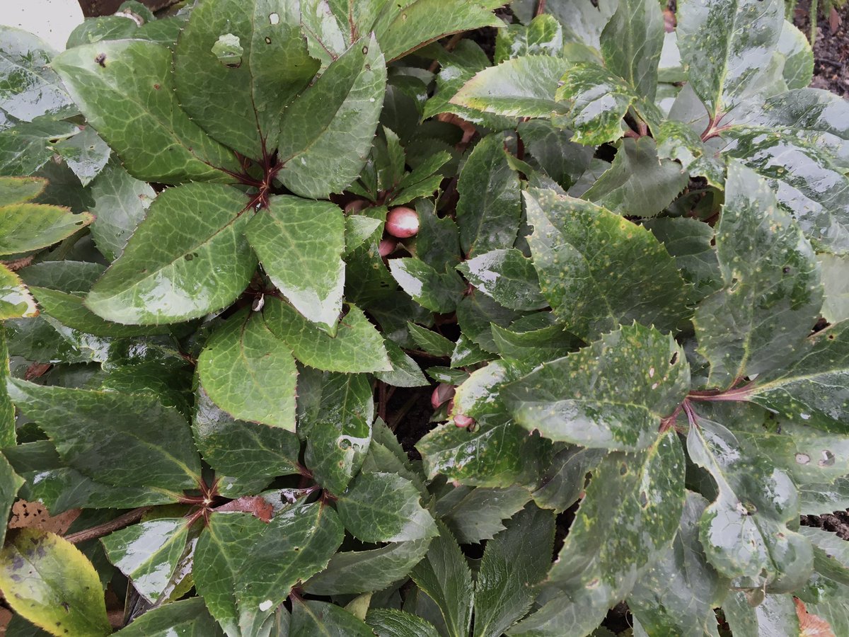Good morning and happy Sunday. Hellebores looking good and a little colour peeking through. Enjoy your day #StaySafe #gardens #gardening #hellebores #SundayMorning