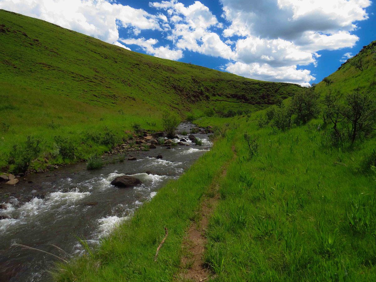 Truttablog's tweet photo. Summer flyfishing.....strong flows, warm days an green grass.

#Summer #FlyFishing #Truttablog #TroutStreams #RepYourWater https://t.co/Dg7UhAIfa8
