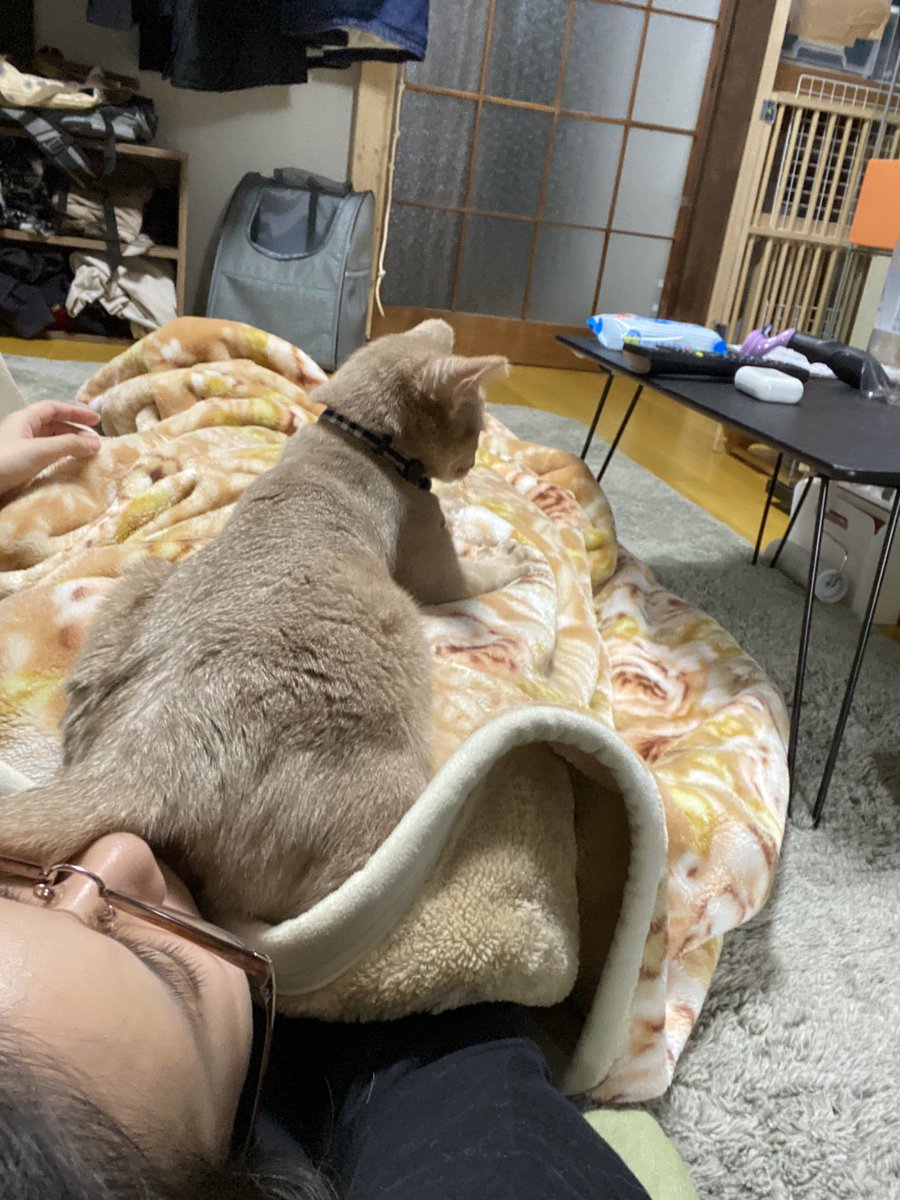 獣医 猫は愛情の証として肛門を向けてくるが匂いはキツイので撫でてあげて ありがたく嗅ぎにいく飼い主さんたち Togetter 獣医 猫は愛情の証として肛門を向けてくるが匂いはキツイので撫でてあげて ありがたく嗅ぎにいく飼い主さんたち Togetter