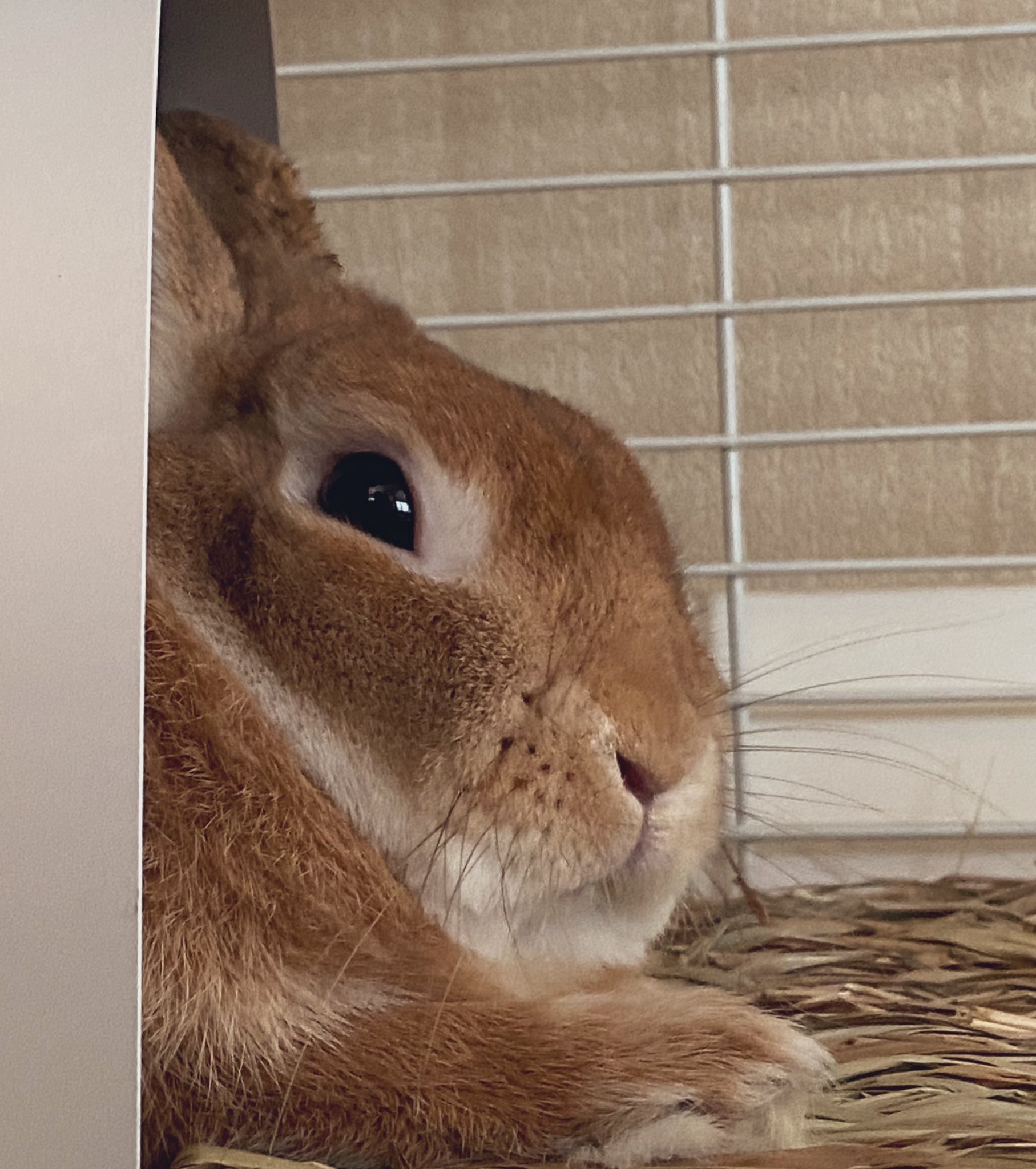 うさぎを愛するしがない大学生 Usaginosenaka Twitter