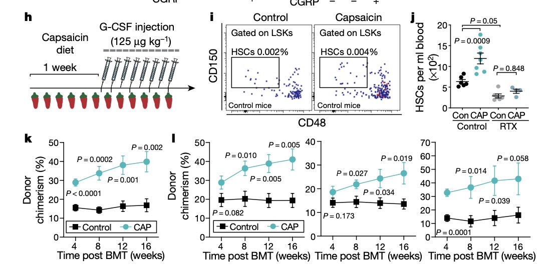 The human equivalent of 10 jalapeno peppers a day improves G-CSF induced HSC mobilisation in mice. Nociceptive nerves in the bone marrow produce CGRP which likely acts directly on the HSCs and promotes BM egress. Hope you like it spicy!

Gao et al. 2020
nature.com/articles/s4158…