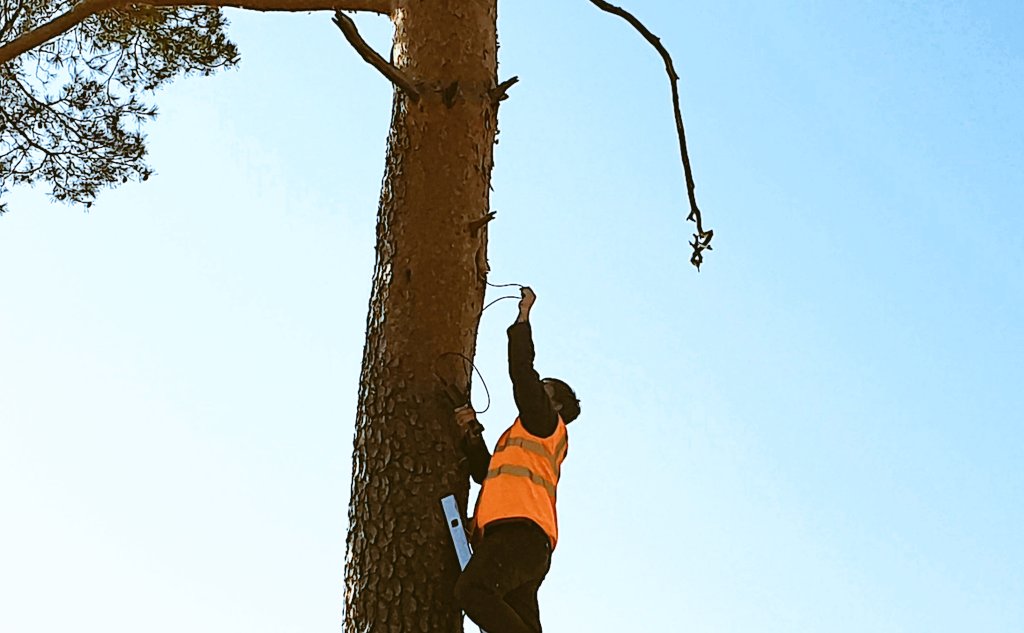 Gf4Tesla's tweet photo. #battree 🦇 🌲

"same procedure as last year....."
3 areas were protected because bats hibernate in the trees.
These trees will remain until the bats wake up and fly out around the end of March.
pic 1-2: bat tree areas
pic 3: singn mean " Bat up "
pic 4: bat tree 2020 sounding🦇 https://t.co/ngOsCKrvos