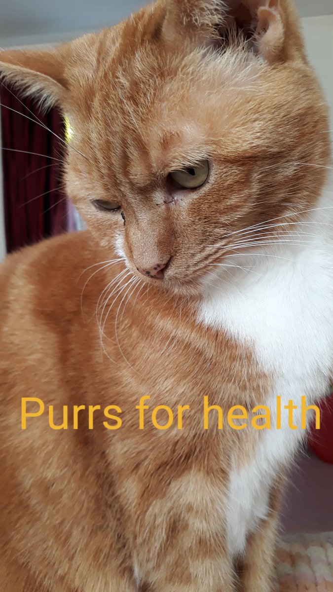 <a href="/vroberts9/">Vicki & 🐾Misty, Maggie & Molly🐾</a> <a href="/gracie_missy/">Missy and Gracie</a> <a href="/BMissythe/">MissytheB</a> @Tonithecat32 <a href="/GordonHarmony/">Harmony & Angel BeeGee</a> <a href="/BloomNight2/">Kira 🌻🌻🌻</a> <a href="/Ilovemeowmakers/">Fiona🐈 atAngel Kiki’s place🌈🕊️🦋🕊</a> @KelliDa80763885 <a href="/lynda3035/">Snow Fairy 2.0 ☃️🧚🏻‍♀️ Be Kind 🌊🌈🐈‍⬛ Mimsey</a> <a href="/sharon_cantley/">Flynn 🐱Malibu🌈Basil</a> <a href="/DonnaLeeThomps8/">Donna-Lee 🌈🌈 Buddy Basil Clinton LG Mo Maui🌈🌈</a> <a href="/Marina935home/">Marina Mueller</a> <a href="/marisbellamy1/">Maris Bellamy</a> <a href="/ToughGuyMankas/">Mánkas</a> <a href="/Palmolive_S_Pan/">Palmolive</a> <a href="/mhmelbourne/">Penny, Sam #RIPMrTibbs/Minnie🌈 😿💔🕯️</a> <a href="/VitCza/">Rocky 😸Tabitha 😽Bernee🐻🌈Vitcza🌈Barney</a> We're so happy to hear Uncle Luis is doing so well. Mum &amp; I are praying &amp; purring for him to continue recovering, with no setbacks 🙏🐾❤