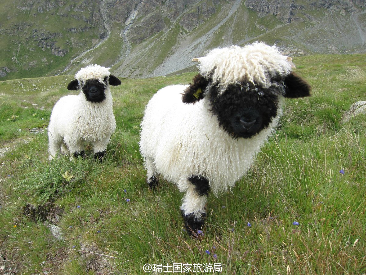RT @StrangeAnimaIs: The adorable black-nosed valais is a rare breed of sheep from Switzerland.
(Photos: Apex) https://t.co/JBrJ8NxQ9t