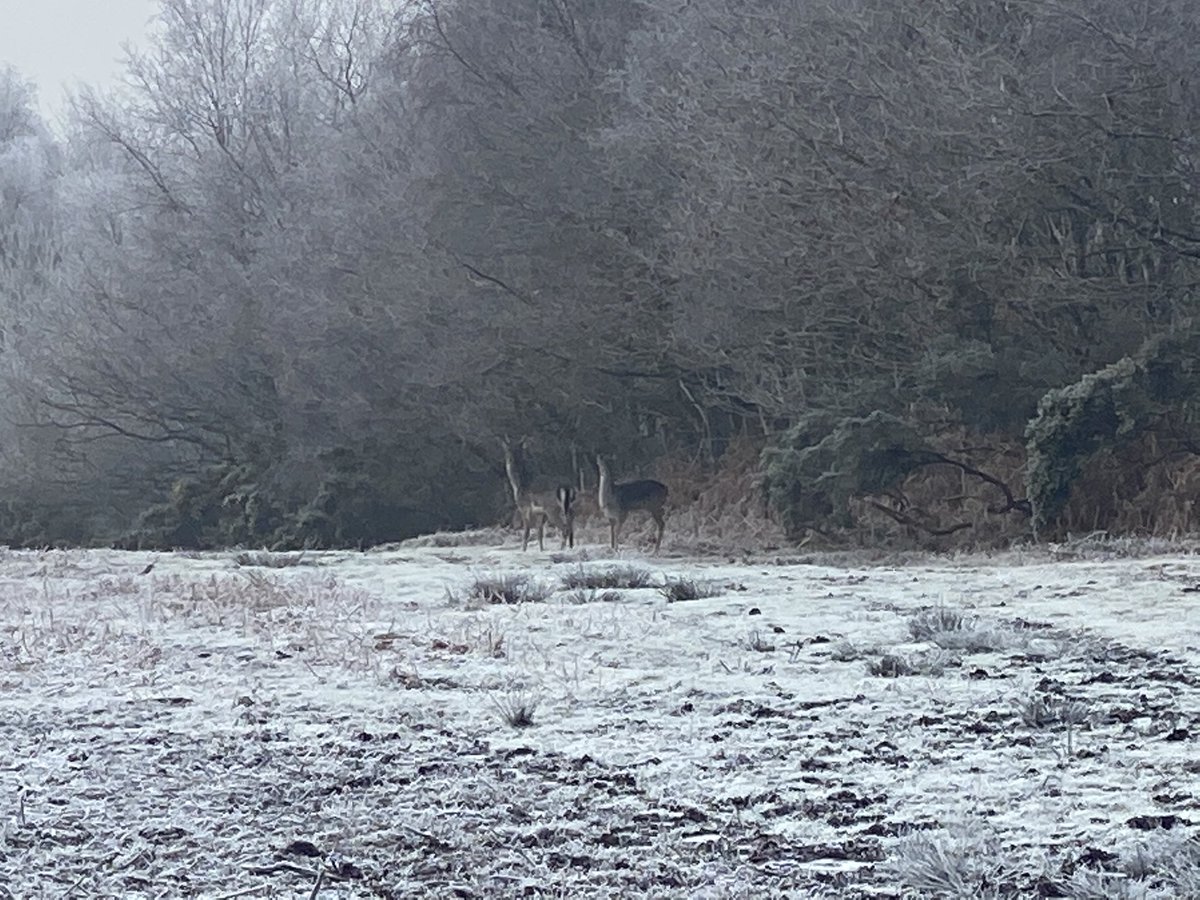 neneslab's tweet photo. Freezing!! all the way from my doorstep to Ashdown Forest and back!
#100kultratraining
#ultratraining
#ukrunners
#runnersworld
#sussexrunning
#runnersuk
#sussexlife
#ashdownforest
#ashdownforestrunner
#trailrunning
#trailrunner
#ilovesussex
#trailandultra
#runningviews https://t.co/FWOKD87xyR