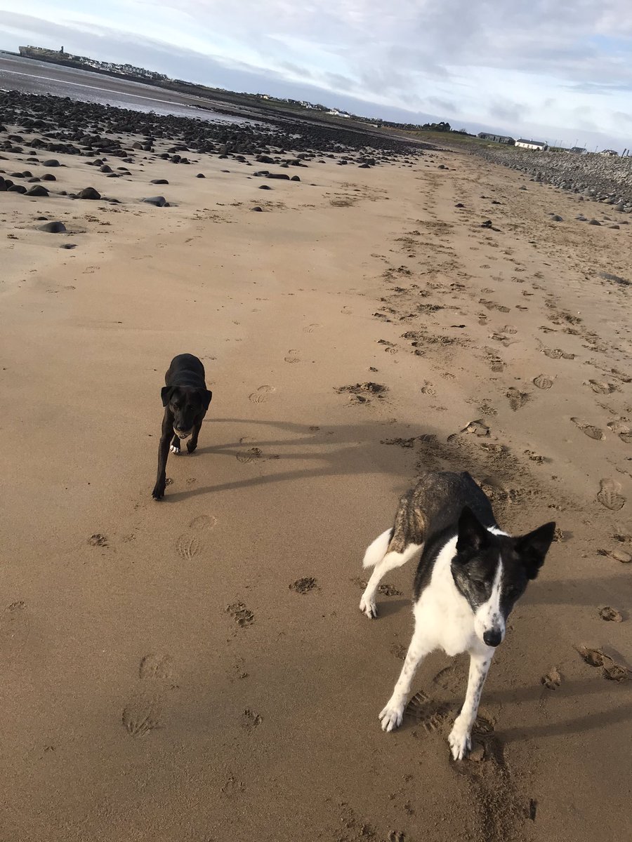 These 2 enjoyed their run on the nearest beach this morning, we had the place to ourselves!