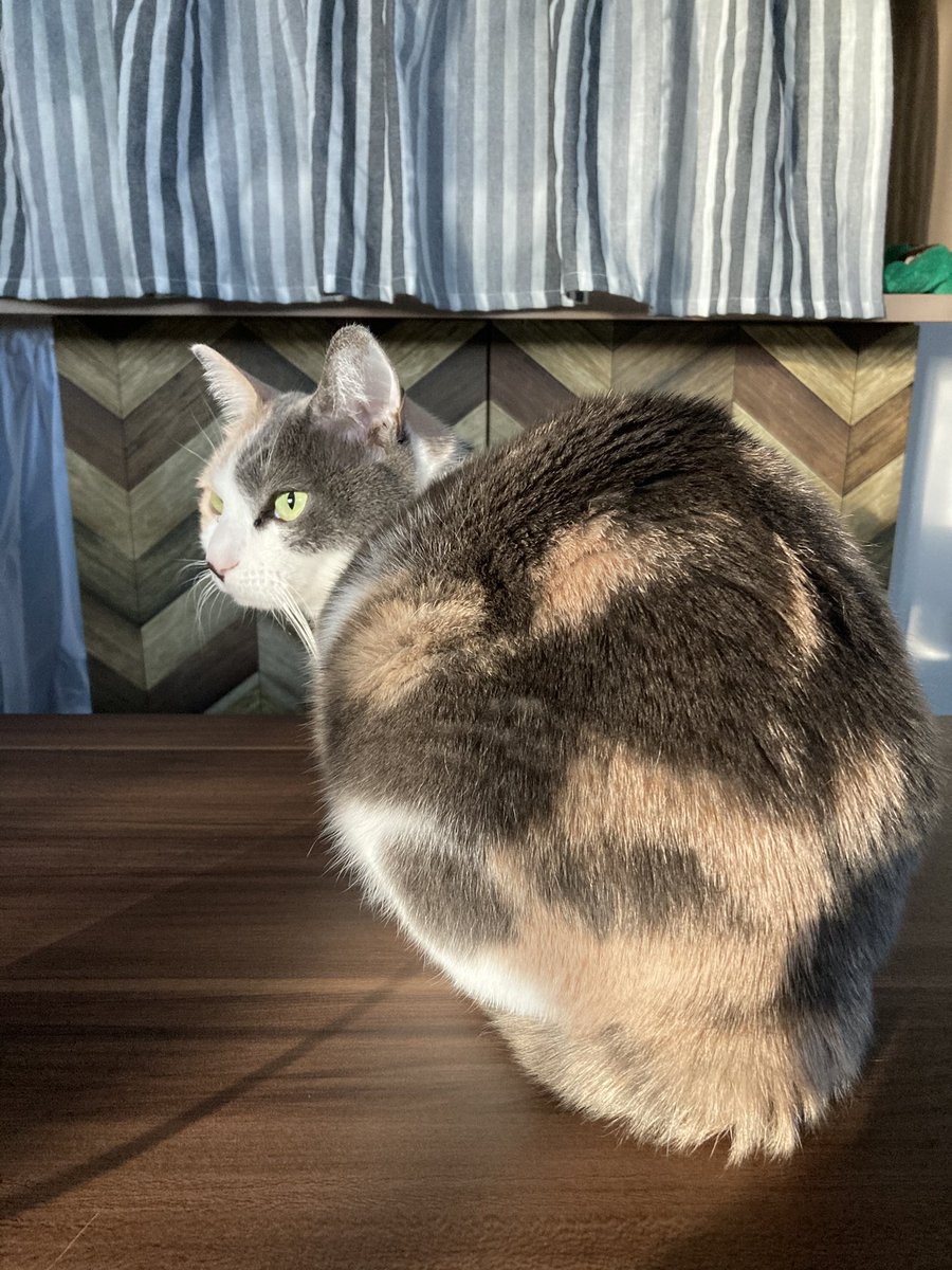 獣医 猫は愛情の証として肛門を向けてくるが匂いはキツイので撫でてあげて ありがたく嗅ぎにいく飼い主さんたち Togetter