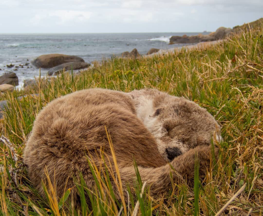 @callumswildlifephotography came across this sleepy ball of fluffy adorableness 😍🦦This Cape Clawless Otter is very relaxed and is often spotted along the coastline in Simons Town. Hoping your Sunday is just as relaxing ✨🦦✨🦦✨🦦