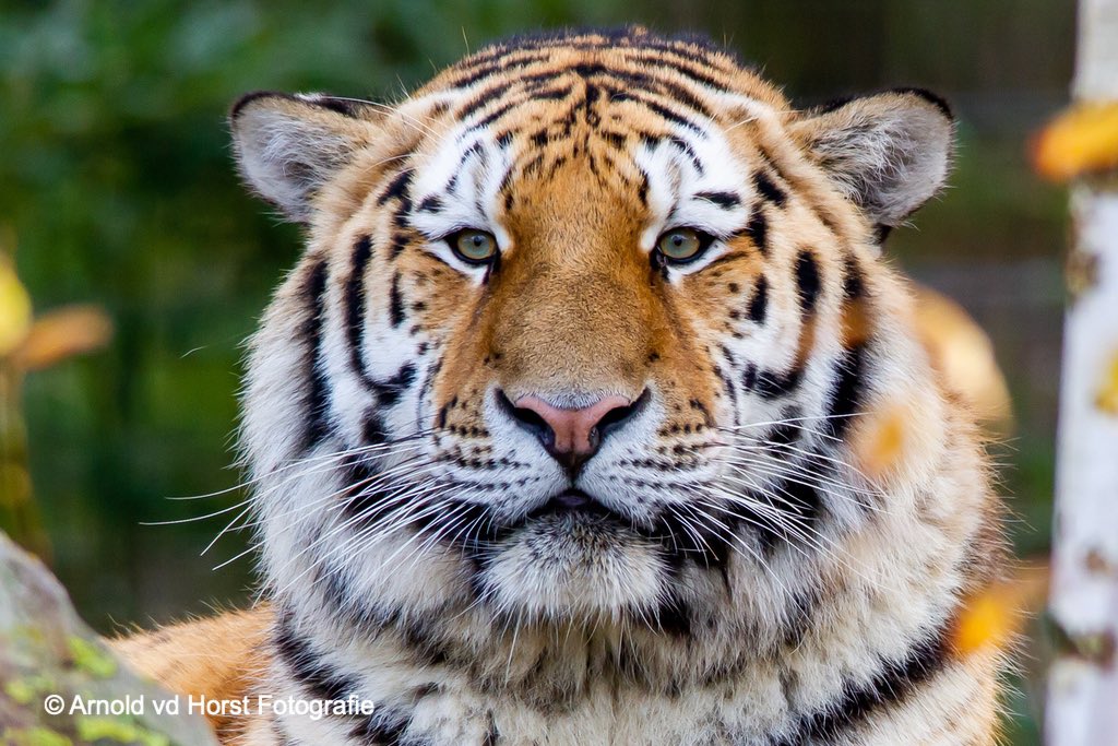 Ik zit al een tijdje naar je te kijken, maar jij bent lelijk joh 🤣
#tijger #tiger