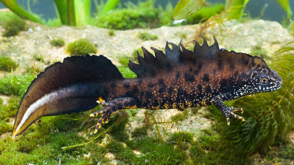 Triturus cristatus, the great crested newt.

(Photo: Dave Kilbey)