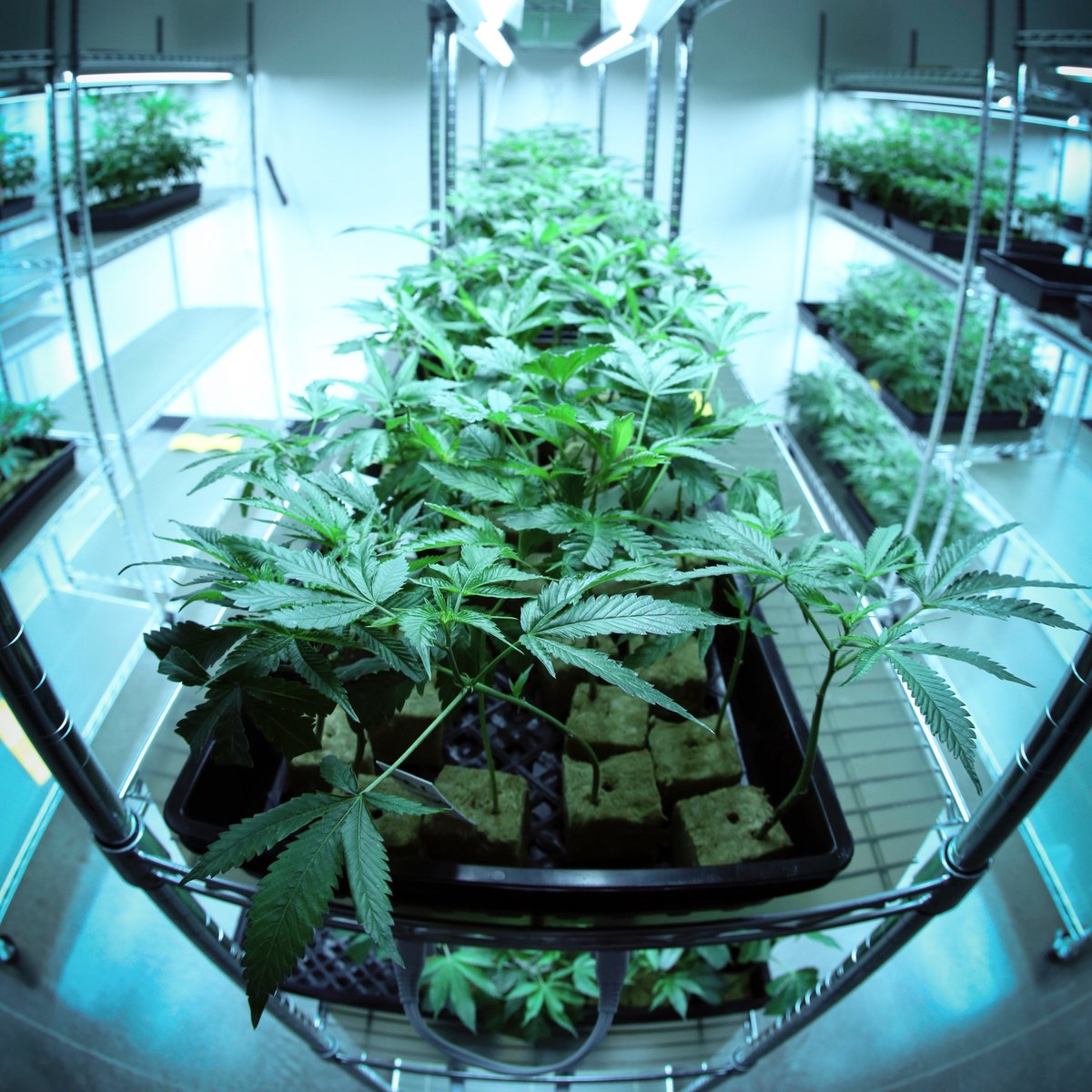 TheHubCraftma's tweet photo. Pure. Clean. Natural.
We have combined ancient wisdom and modern technology in a seed-to-sale model that will become the new standard for the industry. #hemp #cannabis #thc #cannabiscommunity #Massachusetts #weed #fourtrees #thehubcraftma #hubcraftsocia #cannabislife https://t.co/l5TMPB6akT