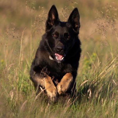 ygsdtraining's tweet photo. Delighted to announce our independence and new name, Yorkshire German Shepherd Dog Training. https://t.co/danE1AcleN