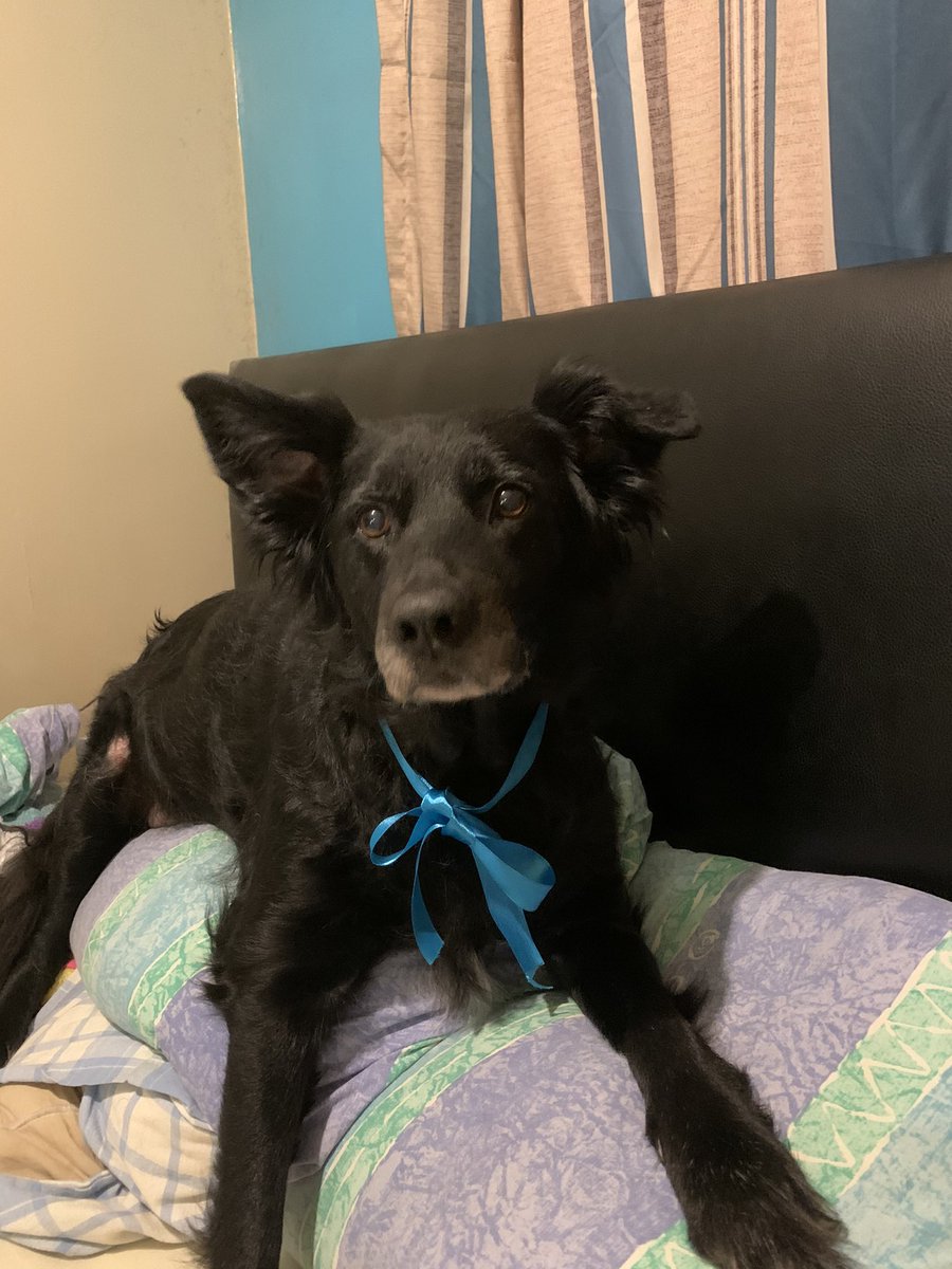 PureChloeYT's tweet photo. I am pretty oh so pretty.....🥰🎶🎵 #cutepooch #beautiful #cutedogs https://t.co/optgGq2d9a