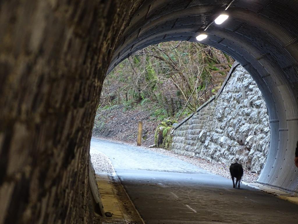 mistyneedy's tweet photo. Been out on an adventure today an old railway line great fun #Cumbria #keswick @NWDogRescue @Nightowl400 @BCTGB https://t.co/G1ifk7kazV
