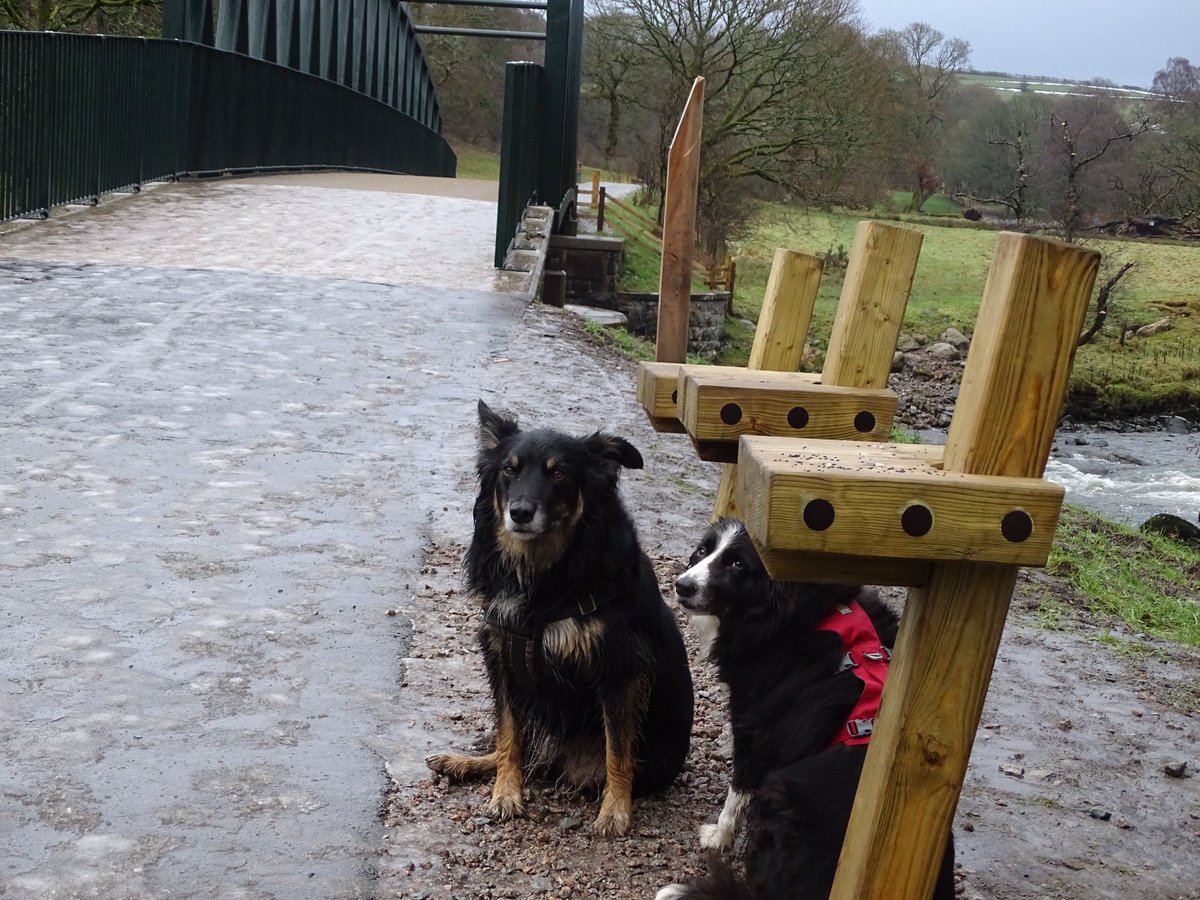 mistyneedy's tweet photo. Been out on an adventure today an old railway line great fun #Cumbria #keswick @NWDogRescue @Nightowl400 @BCTGB https://t.co/G1ifk7kazV