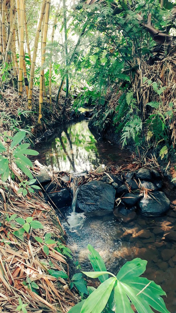 DannyCarrillo95's tweet photo. Las quebradas de #aguadulce y #riachuelos, poco a poco pierden vida si seguimos talando árboles muy pronto seremos extintos. https://t.co/6af8rbgfJs