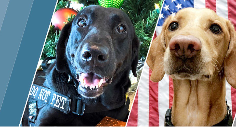 TSA's tweet photo. Thought about giving up on calendars? You're not alone! But don’t give up! Replace it with the 2021 TSA Canine Calendar! Even if you don't care what day it is, our photogenic canines are sure to make you smile. Download it today at https://t.co/vj03olOLjz https://t.co/Hck3x7nNPS