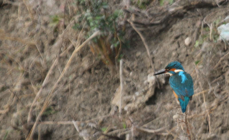 Amanosbirding's tweet photo. #Yalıçapkını #Commonkingfisher #Riverkingfisher #Alcedoatthis #Hatay #Gölbaşıgölü #Balıkgölü #beslenme #feeding #foreging #kuşgözlem #doğagözlem #doğalhayat #doğaseverler #nature #wildlife #birding #birdwatching #behavioralscience #birdphotography #naturelovers https://t.co/74UsRKhlRM