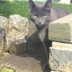 Photo by LostPetsWales (@Cymru_01)