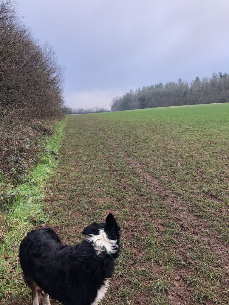 lisaannbennett's tweet photo. @MissKCross Same here! On our silage fields tho https://t.co/LN9wHrMq2G
