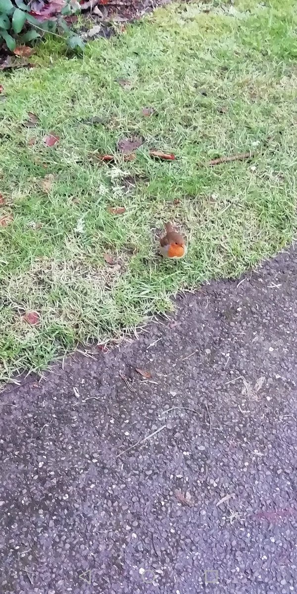GraceFSinger's tweet photo. Happy Sunday everyone 🌹
Another day of enjoying life's lovely little things... A walk in our National Park... Nature's serenity... Time with my lovely hubby... The world's happiest doggy and friendliest robin 
How is your Sunday going so far? #sundayvibes #blessed #grateful https://t.co/w40l5FzG5u