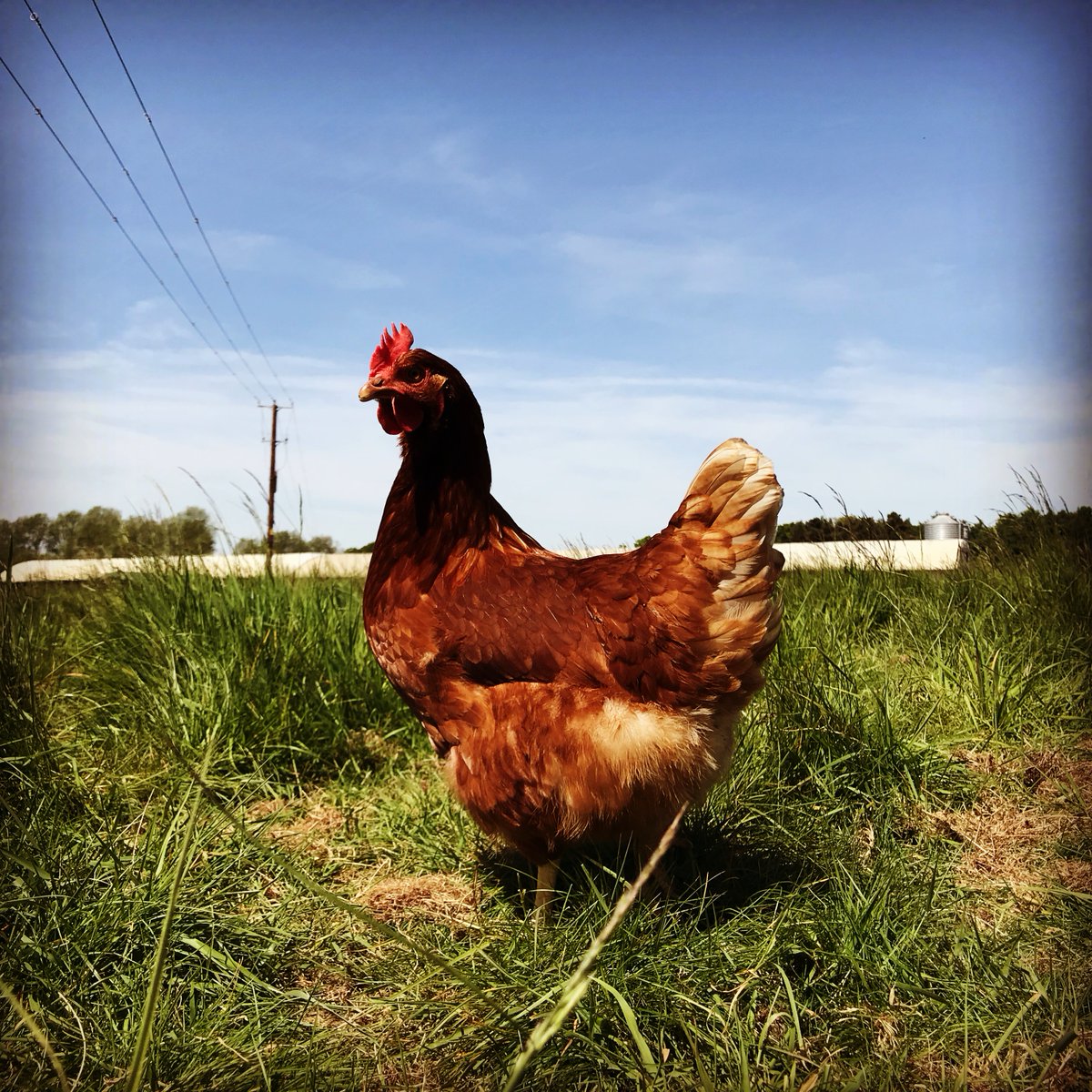 Good afternoon, Fluffetts have been truly humbled and in all honesty overwhelmed by the response to the dilemma facing ourselves and other independent Free Range egg producers in the current situation. #buymediumeggs