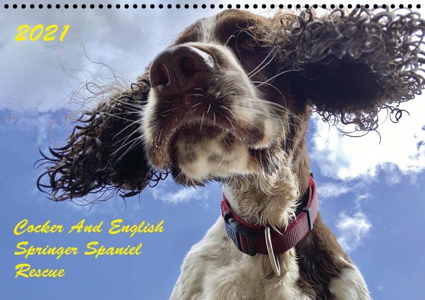 Still looking for your 2021 calendar? Why not raise funds for a great cause at the same time!! We still have some calendars available caessr.org.uk to order - £10 each