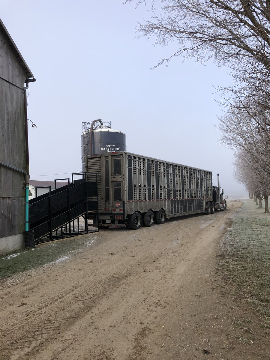 BrownBrosFarm's tweet photo. Nice brisk morning to move a load of fed cattle out #cdnbeef #bfo https://t.co/MUa8NUezGh