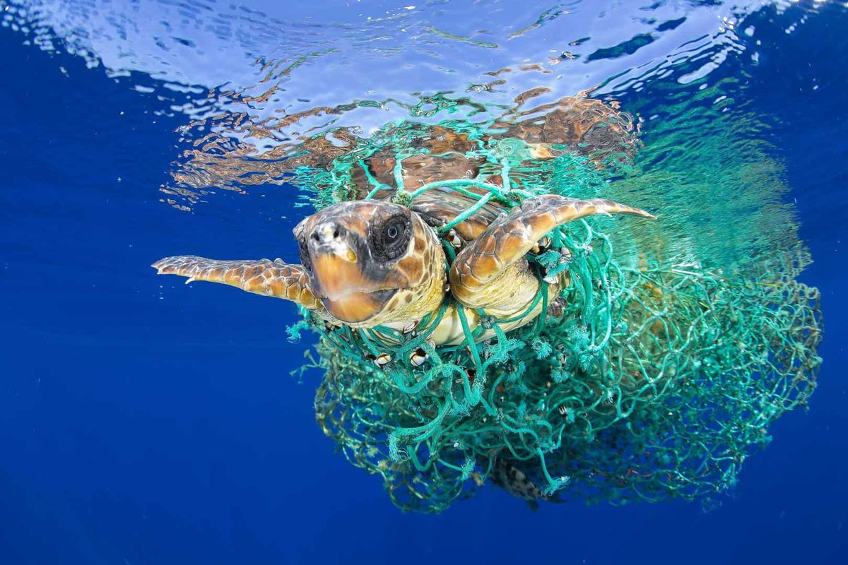 2. At least 100,000 marine animals die from getting entangled in plastic yearly – this is just the creatures we find!